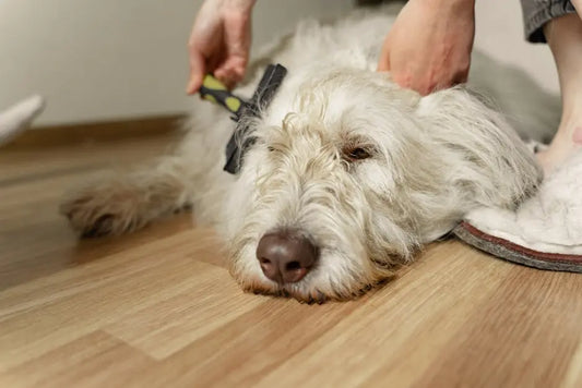 How Often Should I Apply Conditioner to My Dog's Fur?