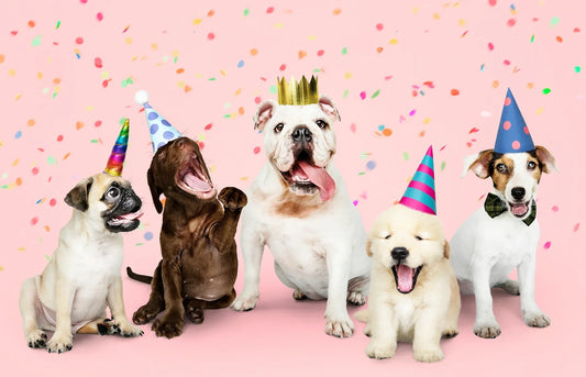 How to calculate your dogs age