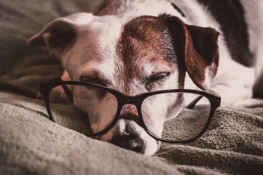 Creating a Comfortable Living Environment for Elderly Dogs: A Guide