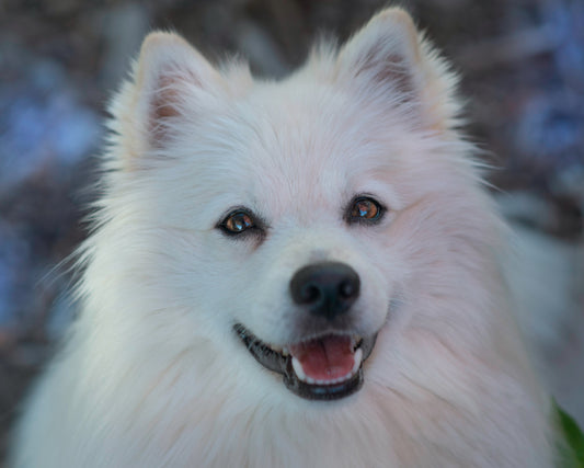 American Eskimo