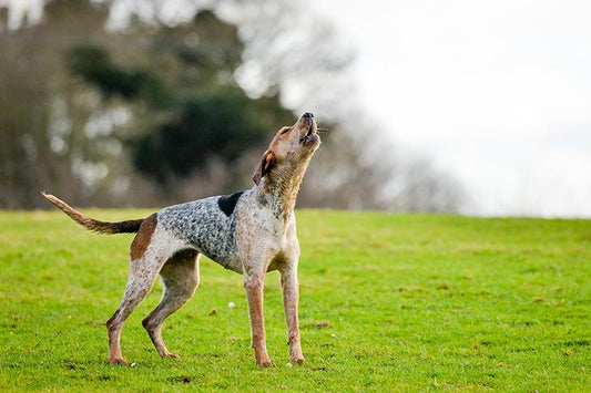 American English Coonhound