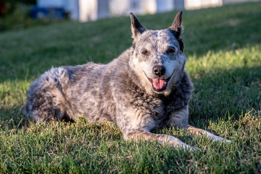 Australian Stumpy Tail Cattle Dog