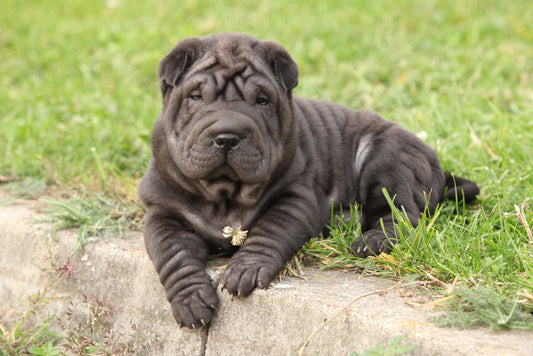 Chinese Shar-Pei