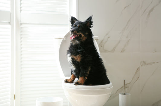 How to potty train your dog