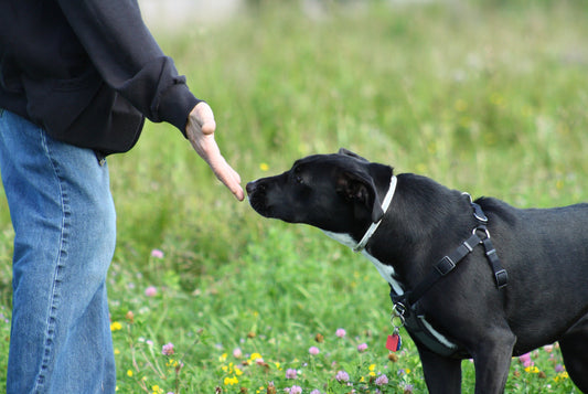 How to introduce your dog to new people