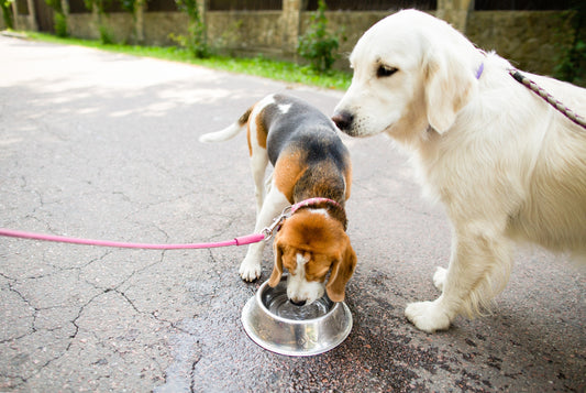 5 Reasons Why Dogs Need Hydration