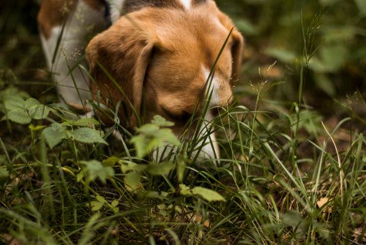 Why do dogs eat grass