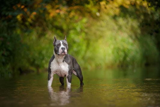 American Staffordshire Terrier