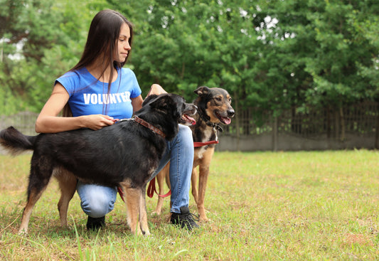 9 Tips for Introducing Dogs to New Dogs