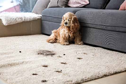 stop your dog from eating poop