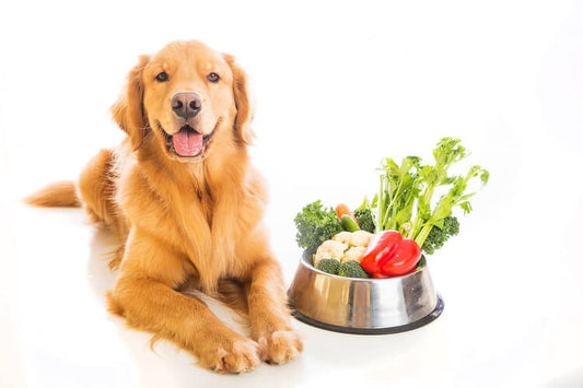 9 Ways to Help Your Pup Live a Longer Life