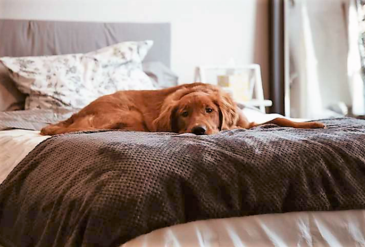 What is Bloat: Your Pups Worst Enemy