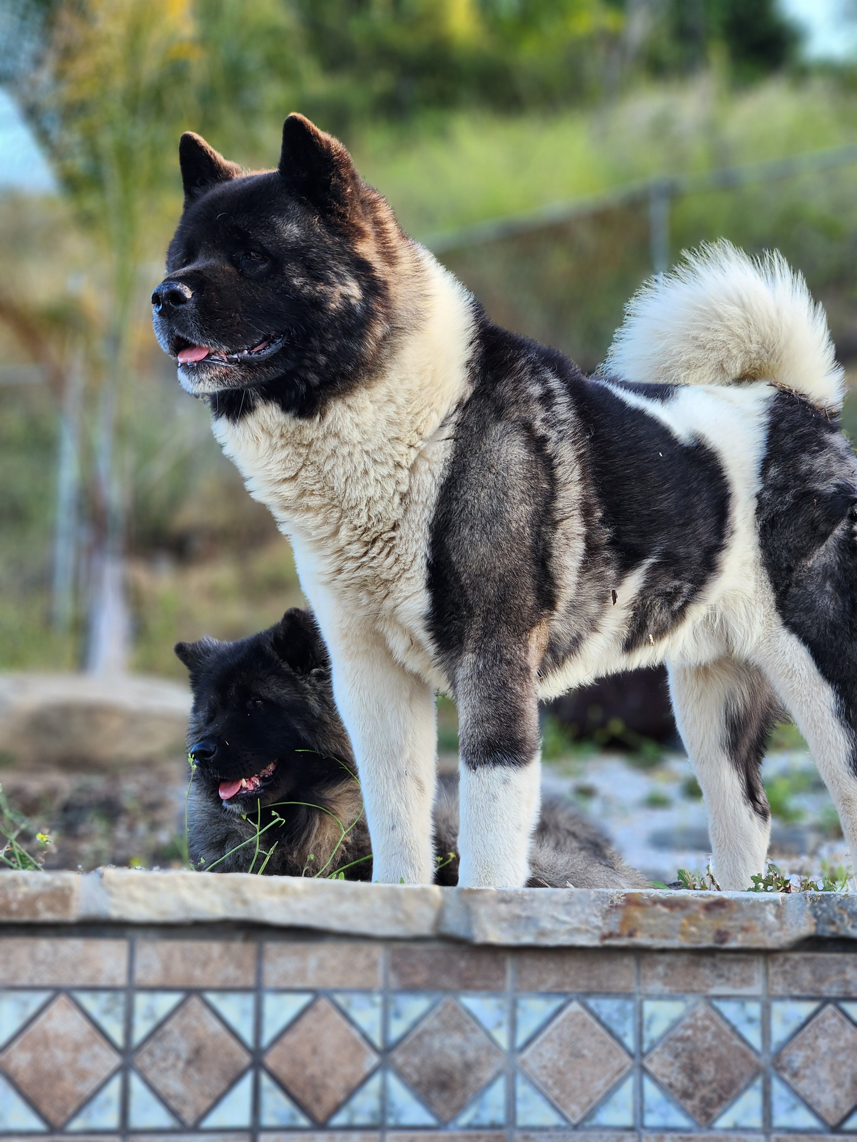 Akita: The Regal Guardian with Unwavering Loyalty – My Healthy Dog