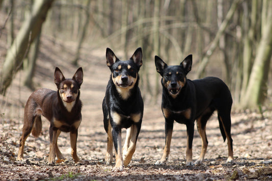 Australian Kelpie