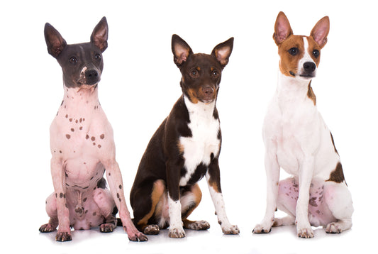 American Hairless Terrier