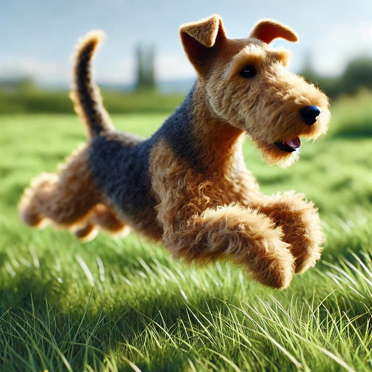 Welsh Terrier