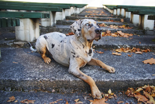 American Leopard Hound
