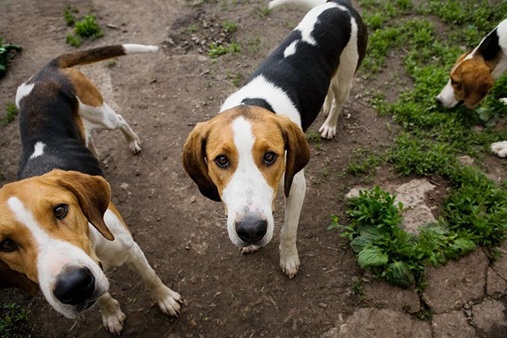 American Foxhound
