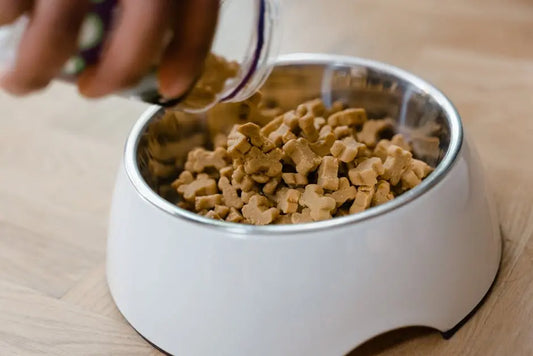 5 Natural Ways to Boost Your Dog's Immune System