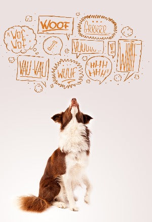 14 Ways to Stop your Pup from Barking in 30 Days