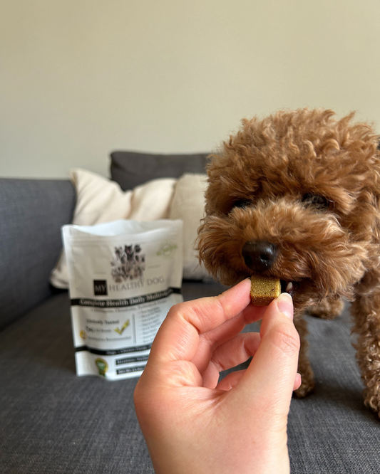 What Is The Best Multivitamin for Dogs?