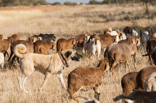 Anatolian Shepherd