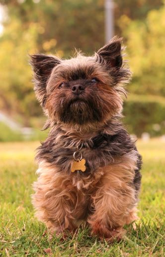 Affenpinscher: The Energetic and Loyal Companion