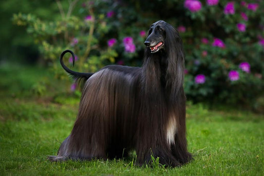 Afghan Hound: The Majestic Beauty with a Gentle Spirit