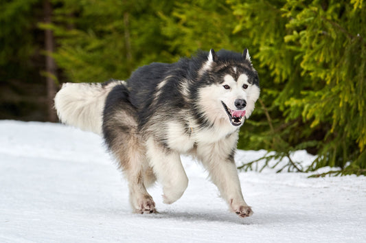 Alaskan Malamute