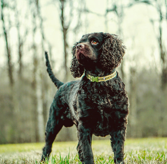 American Water Spaniel