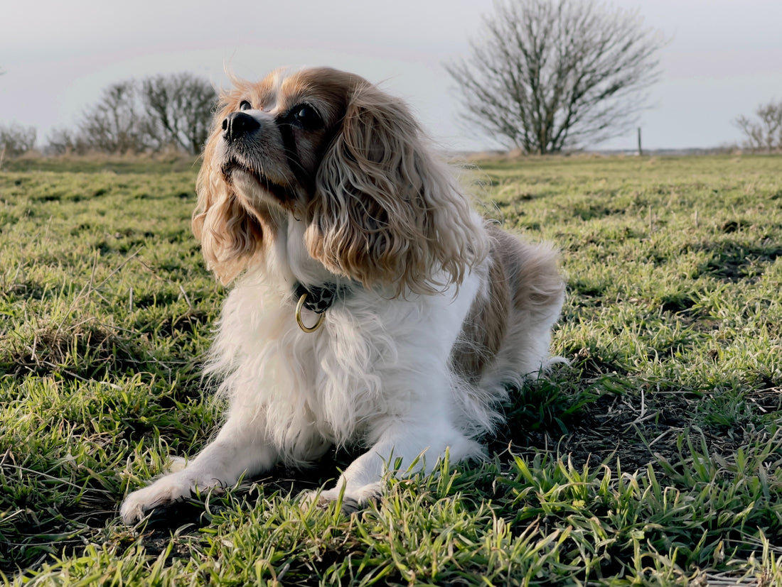 Cavalier King Charles Spaniel