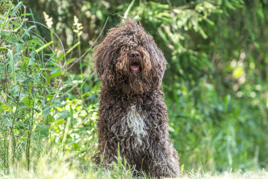 Barbet: The Affectionate Water Dog