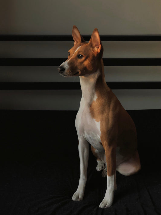 Basenji: The Charming and Independent African Barkless Dog