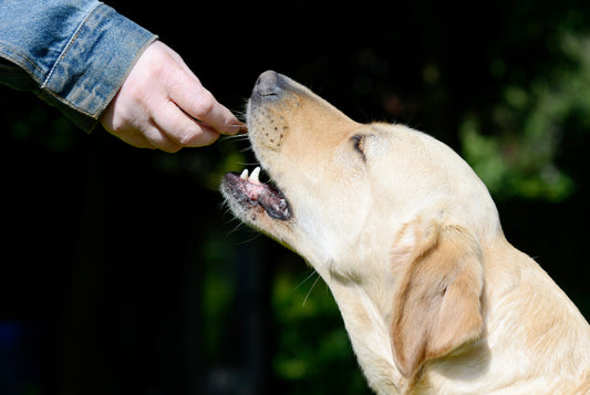 Vitamins for dogs